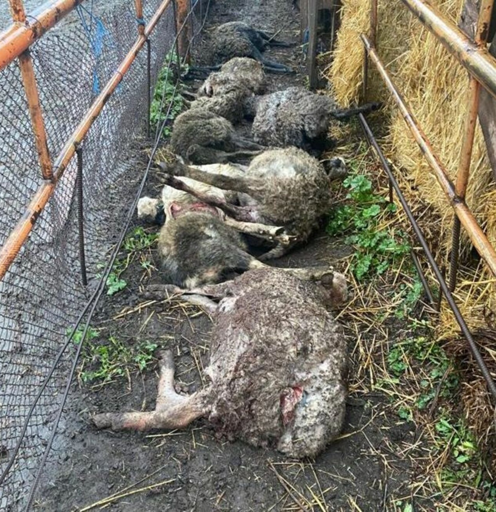 В Башкирии стая бродячих собак устроила на ферме бойню