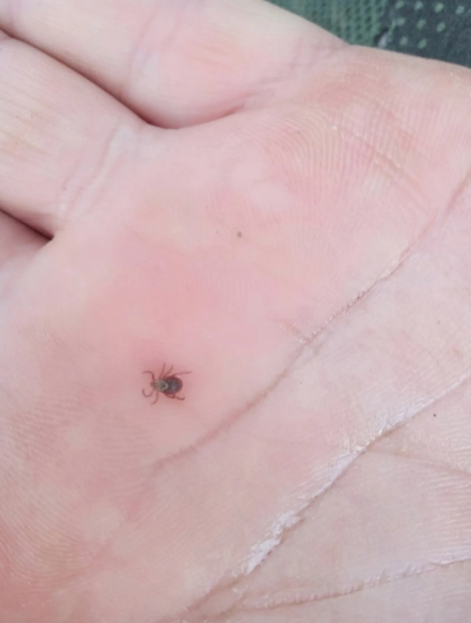 Клещи уже вышли на охоту