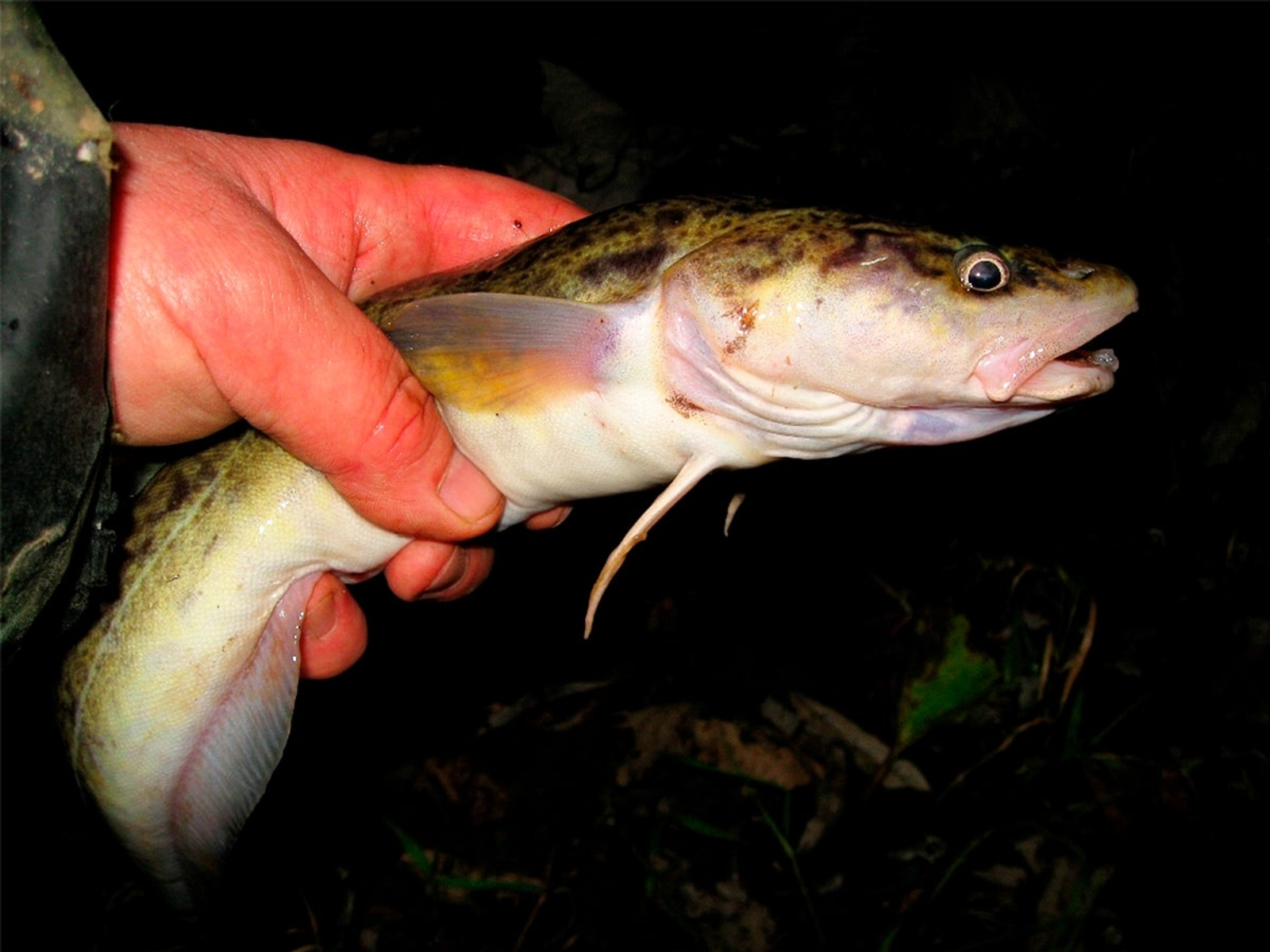 Путин высказался о потреблении россиянами рыбы