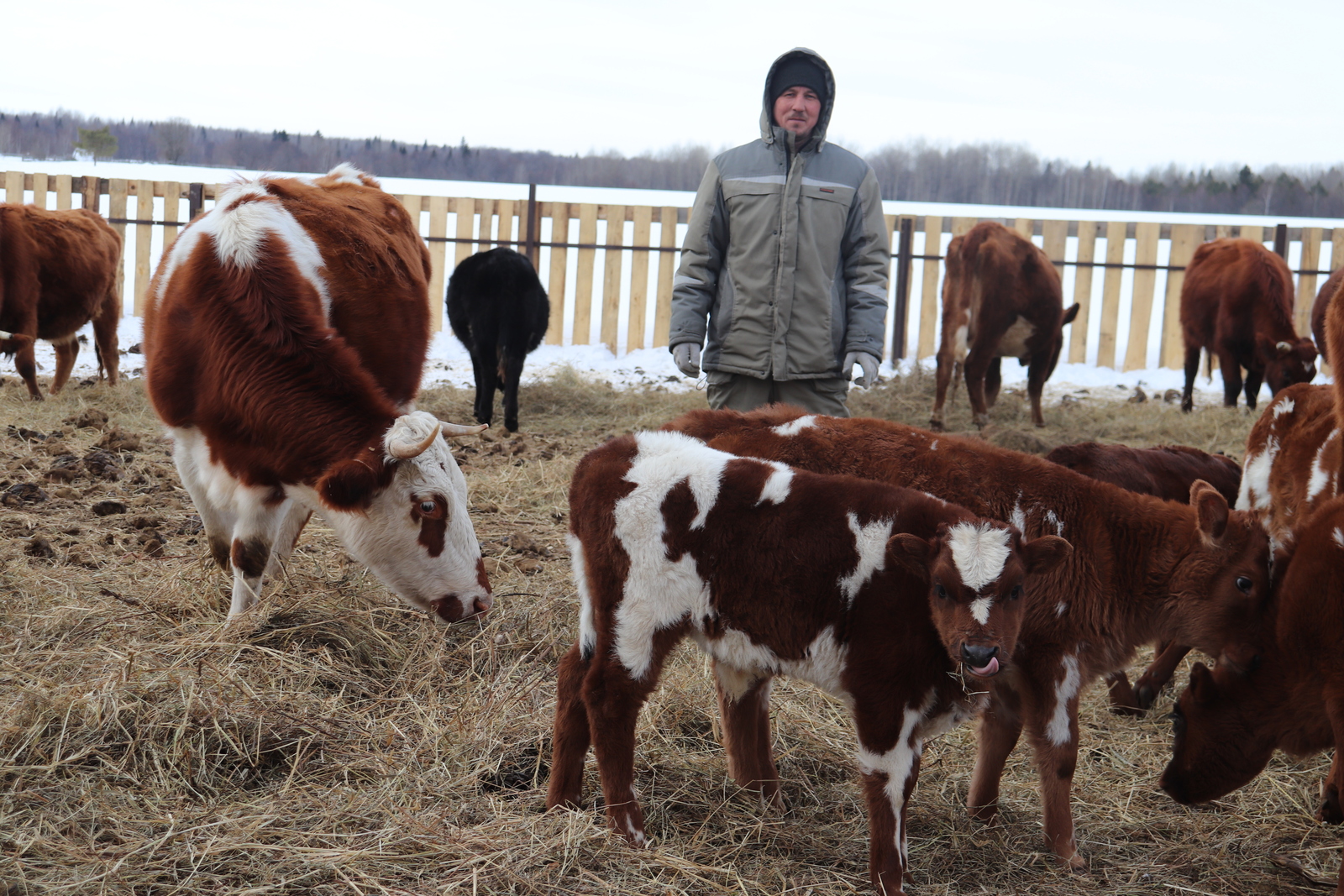 Поддержали подворье – растет поголовье