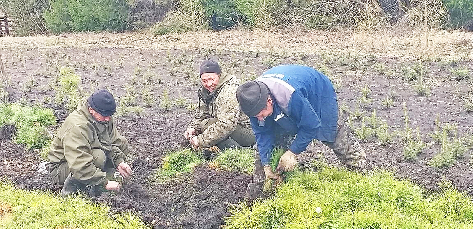 300 тысяч сеянцев – вклад в зеленое будущее наших лесов
