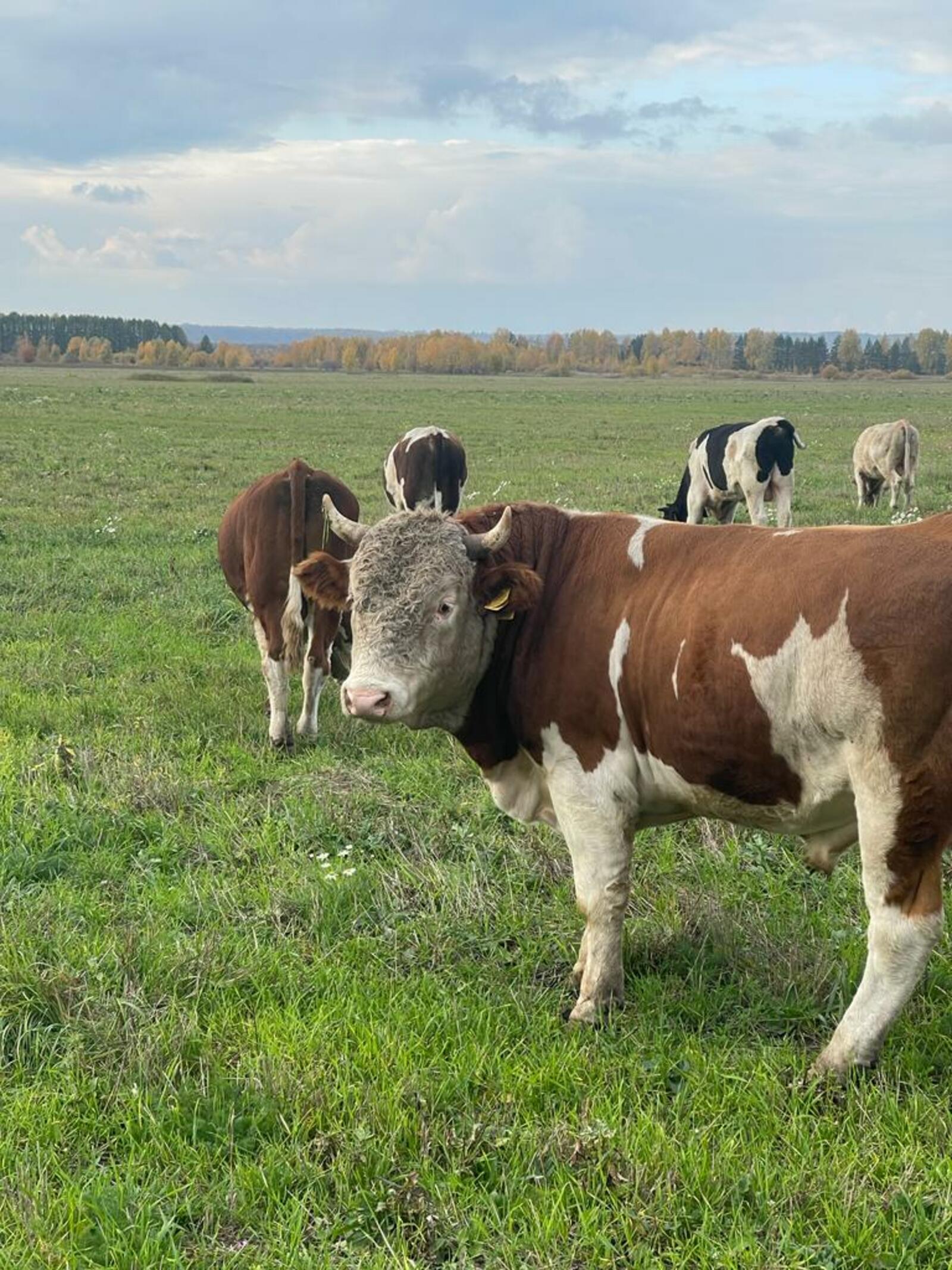 Увеличение поголовья скота – важная задача
