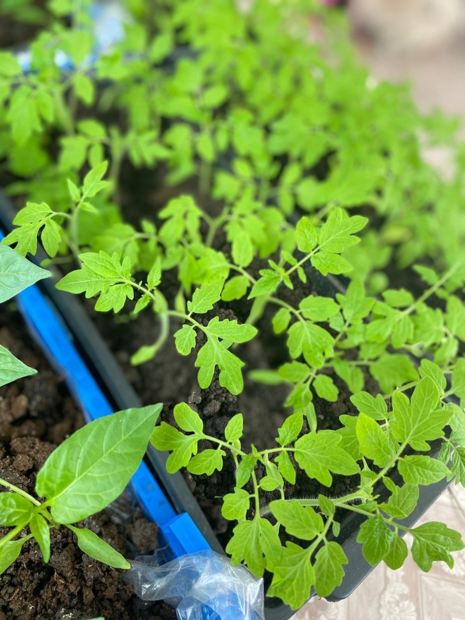 Как и чем обработать землю перед посадкой рассады?