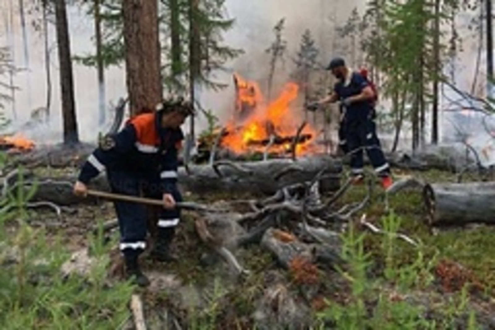 Путин призвал принять дополнительные меры в связи с лесными пожарами