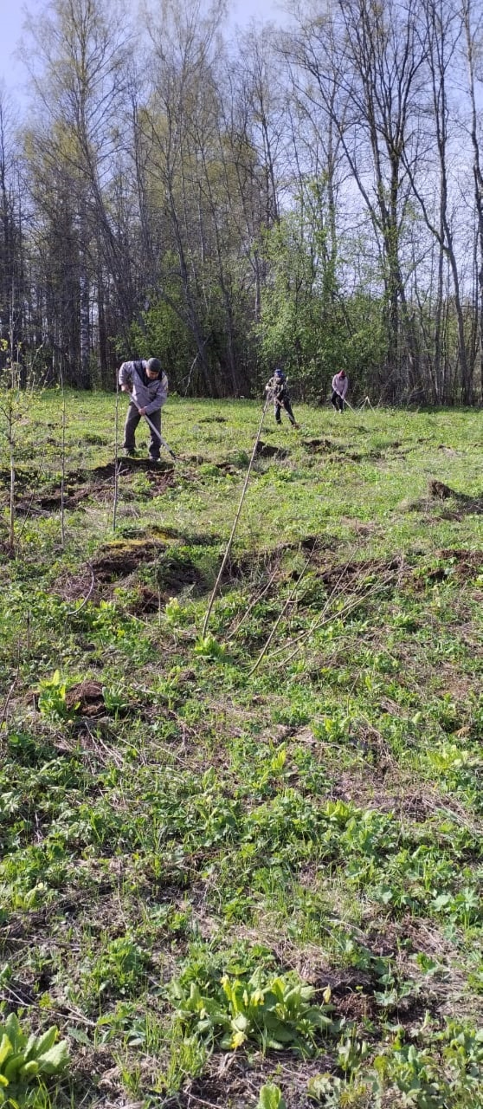Агроуход за лесными культурами