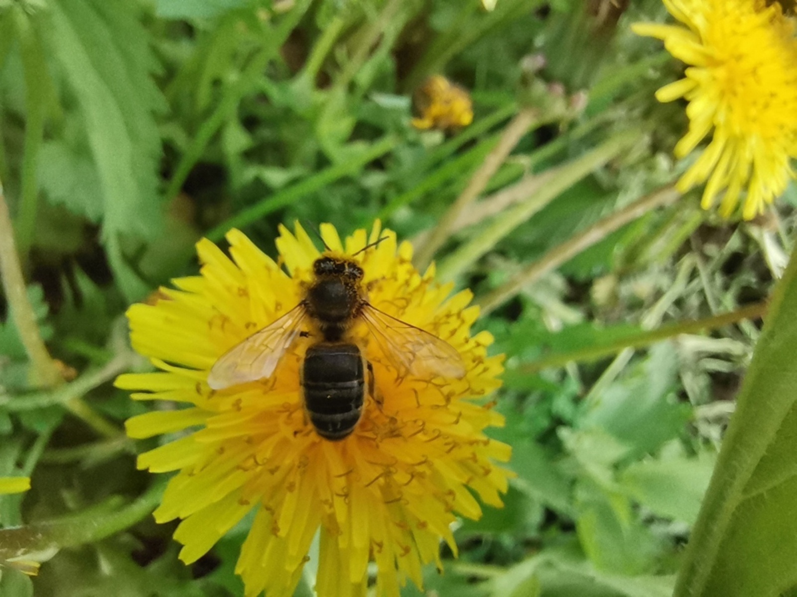 Контроль за ввозом пчел