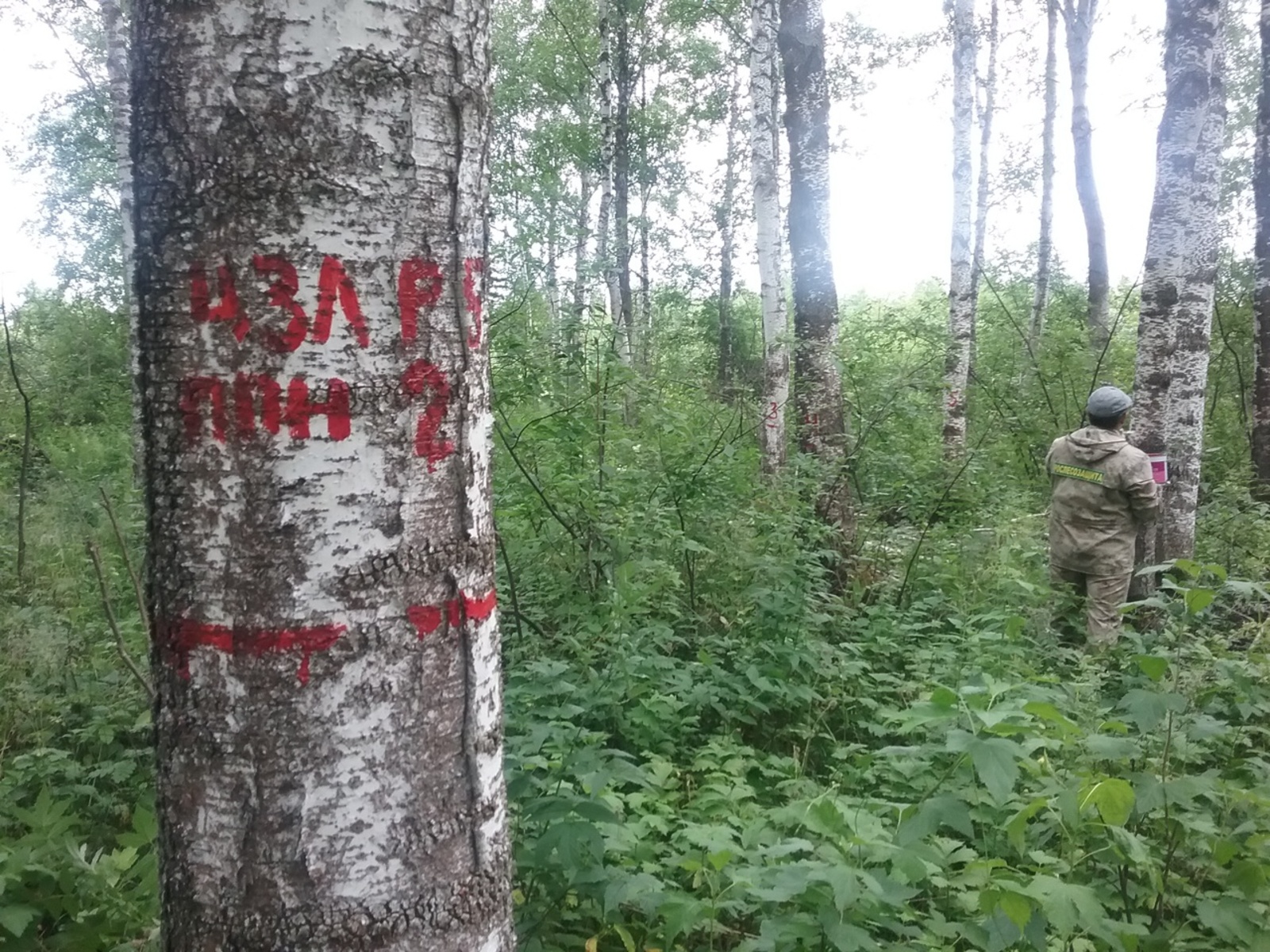 Государственный лесопатологический мониторинг