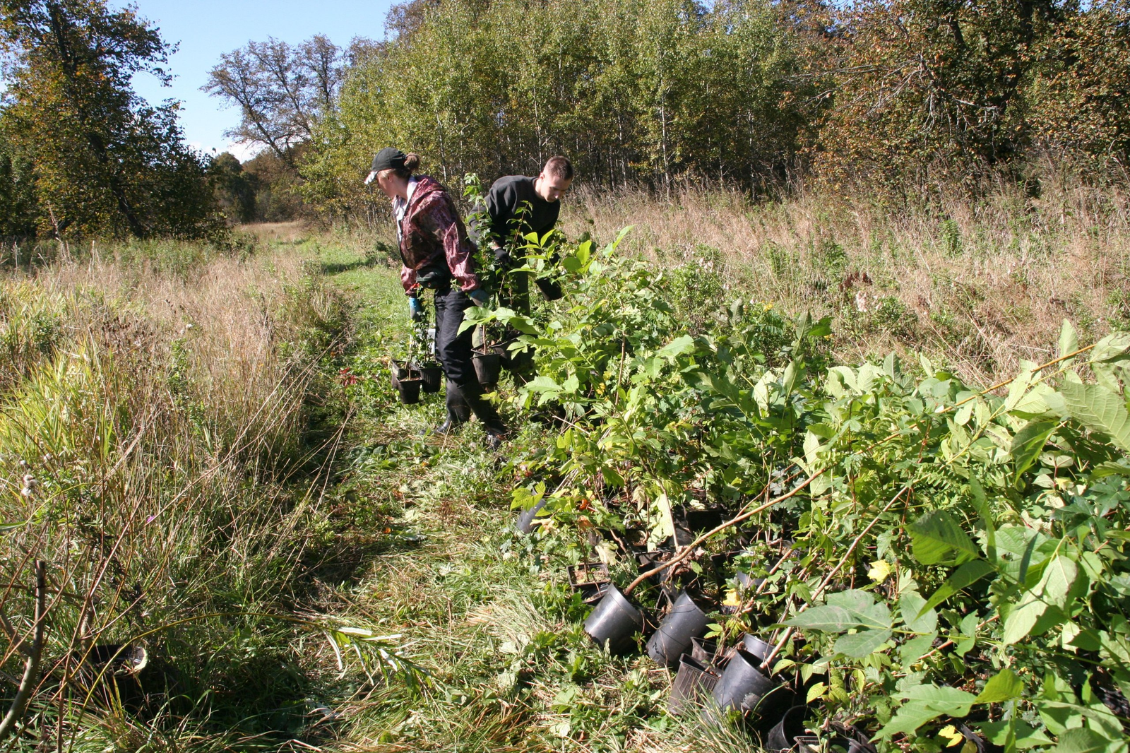 Башкирские ученые запустили уникальный проект «Нектарный лес»