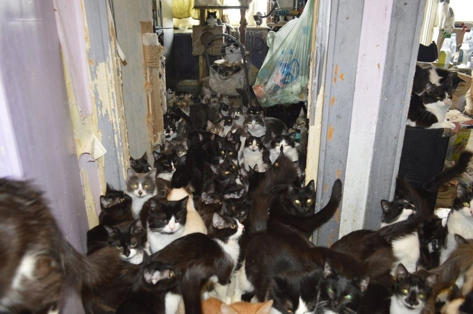 40 кошек, 30 собак и ворона - в одной квартире!