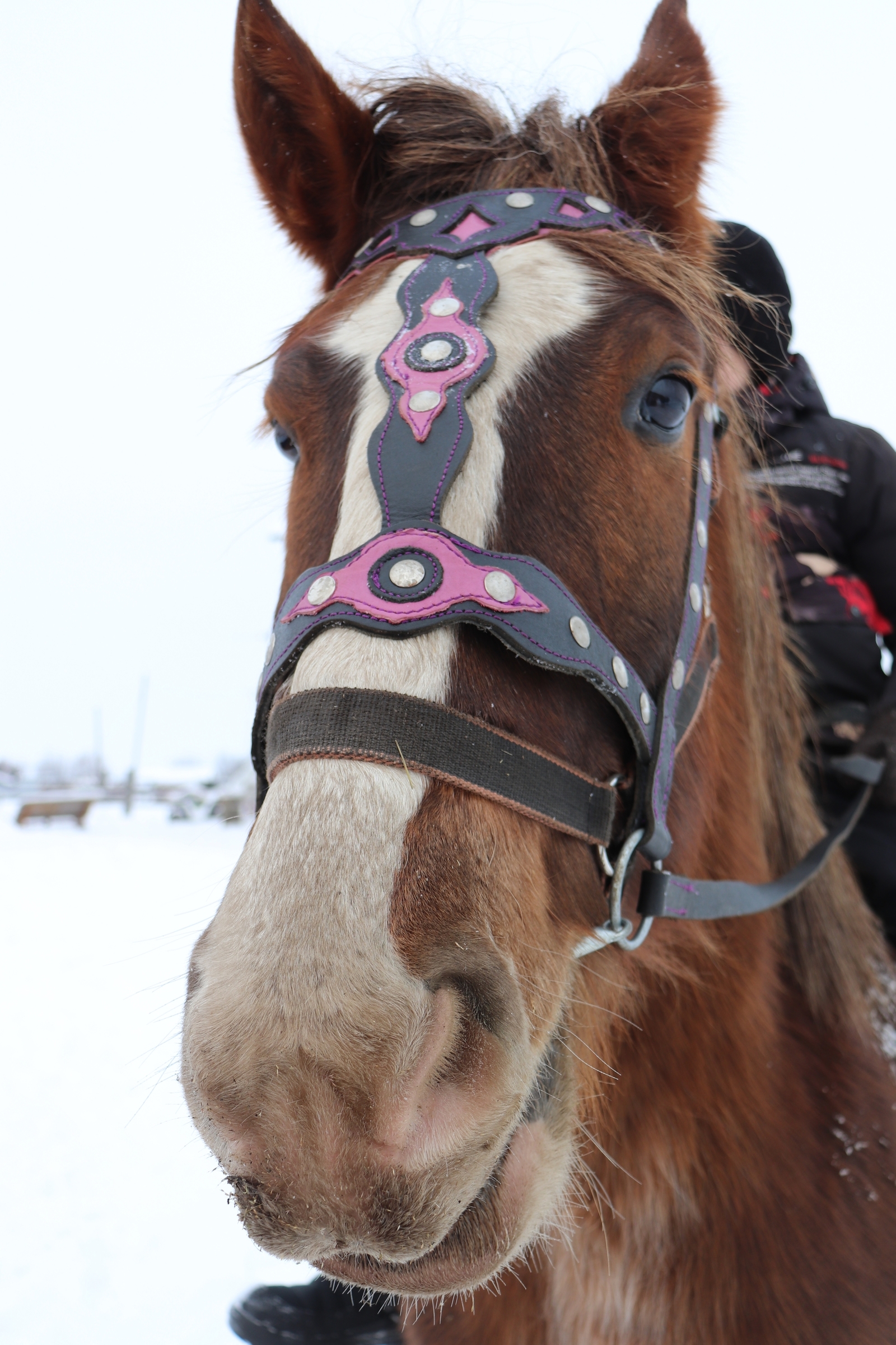 Лошадь в кадре - удача в пути!