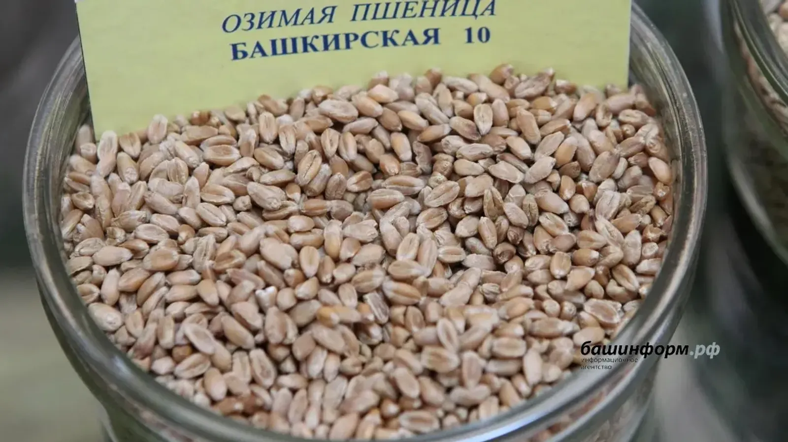 Башкирия вдвое увеличила экспорт семян