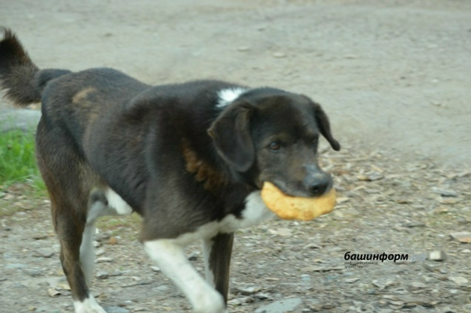 Глава Башкирии поручил заняться проектом строительства собачьего приюта