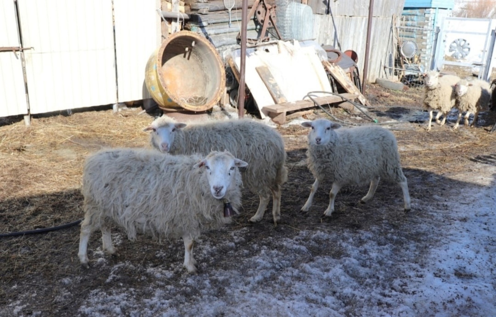 Нуримановские мусульмане готовятся к Курбан-байраму